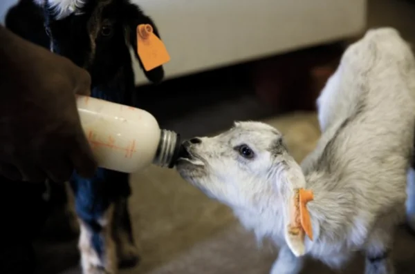 A baby goat, otherwise known as a kid, is bottlefed by a Langston University student.